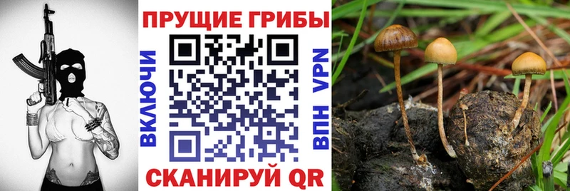 Галлюциногенные грибы мицелий  купить   Торопец 